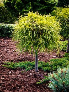 Golden Mop Cypress, Golden Cypress, Plants For Planters, Foundation Planting, Tree Tree, Flower Landscape, Cypress Trees, Annual Flowers, Landscape Plans