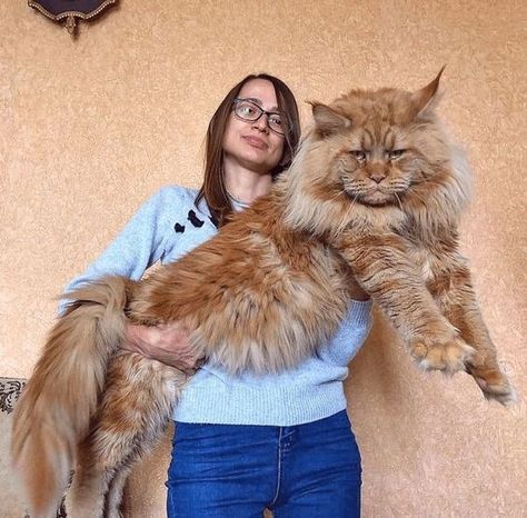 12 Photos of Big and Beautiful Maine Coon Cats Mancoon Cats, Huge Cat, Giant Cat, Beautiful Cat Breeds, Cat Family, Fluffy Cat, Funny Cat Videos, Maine Coon, Beautiful Cats