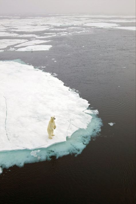 Global Warming Is Driving Polar Bears Toward Extinction, Researchers Say - The New York Times Global Warm, Polar Environment, Polar Bear On Melting Ice, University Of Toronto Scarborough, Climate Changing, Climate Warming, Polar Bear Climate Crisis, Polar Bear Extinction, Polar Bear Underwater