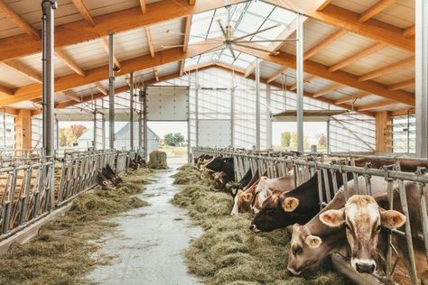 La Shed Architecture creates translucent barn in Québec Cow Shed Design, Shed Architecture, Large Shutters, Livestock Barn, Translucent Wall, Cow Shed, Cattle Farming, Barn Design, Farm Design