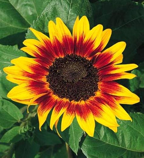 Ring of Fire Sunflowers Perennial Sunflower, Stone Animals, Cabin Garden, Types Of Sunflowers, Stone Bird Baths, Growing Sunflowers, Red Sunflowers, Sunflower Pictures, Nativity Sets