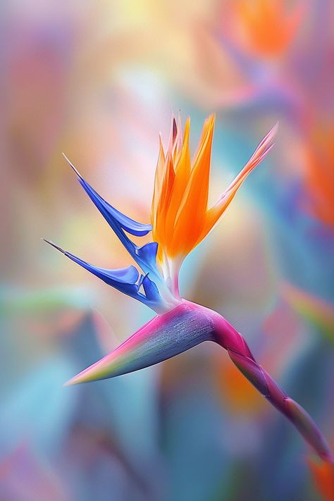 The Bird of Paradise is an exotic flower that resembles a colorful bird in flight. Known for its bright orange and blue petals, it’s a symbol of paradise and freedom.  Light: Bright, indirect light. Water: Water regularly, allowing the top inch of soil to dry out between waterings. Soil: Well-draining, rich soil. Temperature: 65-750°F (18-24°C). Humidity: Moderate, prefers a humid environment. Fertilizer: Balanced liquid fertilizer every 2 weeks during the growing season.Makes a striking indoor plant with its bold colors and unique shape.  #flowers #garden #tropical #exotic #nature Birds Of Paradise Photography, Strelitzia Plant, Plants Painting, Strelitzia Reginae, Paradise Photography, Bird Of Paradise Flower, Trippy Aesthetic, Bird Of Paradise Plant, Garden Tropical