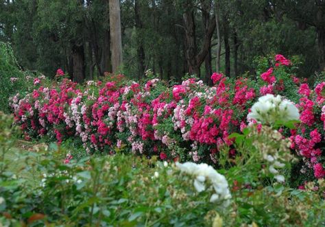 Mixed varieties of Flower Carpet rose as low hedge row. Rose Hedge, Fence Border, Flower Carpet, Dog Rose, The Gardener, High Maintenance, Picket Fence, Drop Off, Landscape Ideas