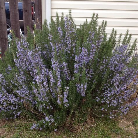 Rosemary Growing Rosemary Indoors, Rosemary Bush, Grow Rosemary, Rosemary Plants, Rosemary Flower, Growing Rosemary, Tattoo Plant, Rosemary Lavender, Rosemary Plant