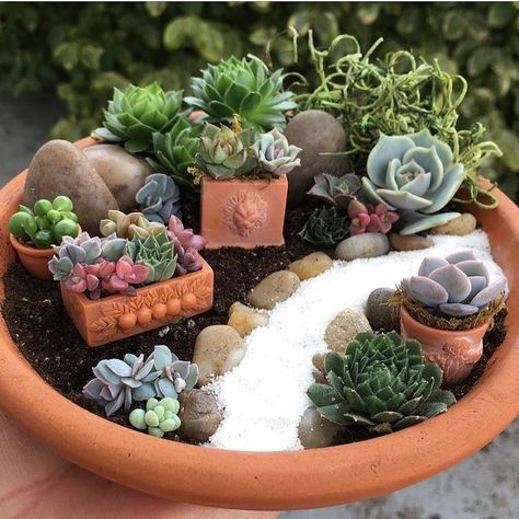 Hottest Snap Shots succulent Zen Garden Popular You can find modern gardens, contemporary gardens, Zen gardens, stone gardens, and plenty of others. Kaktus Dan Sukulen, Mini Serre, Fairies Garden, Mini Zen Garden, Succulent Garden Design, Fairy Garden Designs, Succulent Garden Diy, Miniature Gardens, Pot Crafts