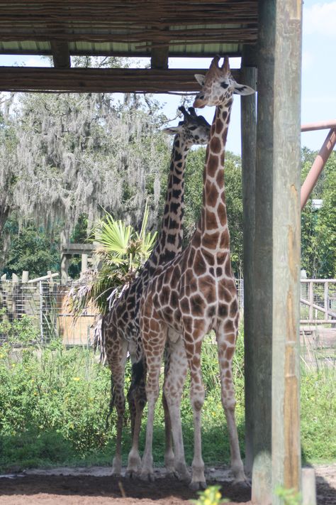 Giraffe under cover of the hot Florida sun at Lowry Park Zoo in Tampa, Florida. Zoo Park, Tampa Florida, Tampa, Florida, Sun, Animals, Travel, Quick Saves