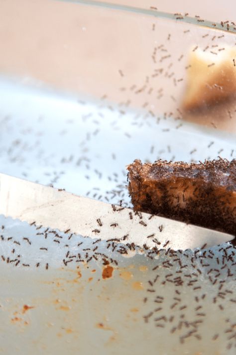 Learn how to get rid of tiny ants around your kitchen and other areas in your home. Lets get ant free together. Tiny Ants Get Rid Of, How To Get Rid Of Tiny Ants, How To Get Rid Of Tiny Ants In Kitchen, Get Rid Of Sugar Ants In Home, Fire Ants How To Get Rid Of, Sugar Ants How To Get Rid Of, How To Get Rid Of Ants In The Kitchen, Kitchen Ants, Proper Food Storage