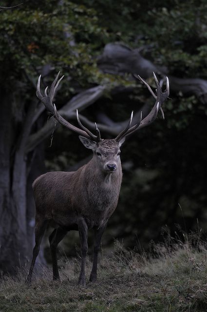 Big buck Red Deer Photography, Stag Photo, Stag Photography, Red Deer Stag, Hirsch Silhouette, Deer Photography, Deer Photos, Deer Pictures, Stag Deer