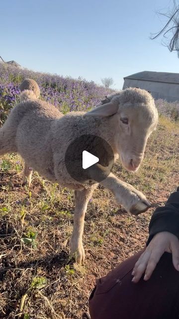 @addies_orphanlambs on Instagram: "This could go on forever 

#sheep #lambs #farm #farmanimals #pets #sheepofinstagram #petsheep #westernaustralia #farmlife #lambsofinstagram #petfriendly #petlovers #petsofinsta #animalsofinsta #animallovers #animalsofig" Sheep With Black Faces, Pet Sheep, Dog Running, Sheep Art, Cute Sheep, Donkeys, Zebras, Western Australia, Farm Life