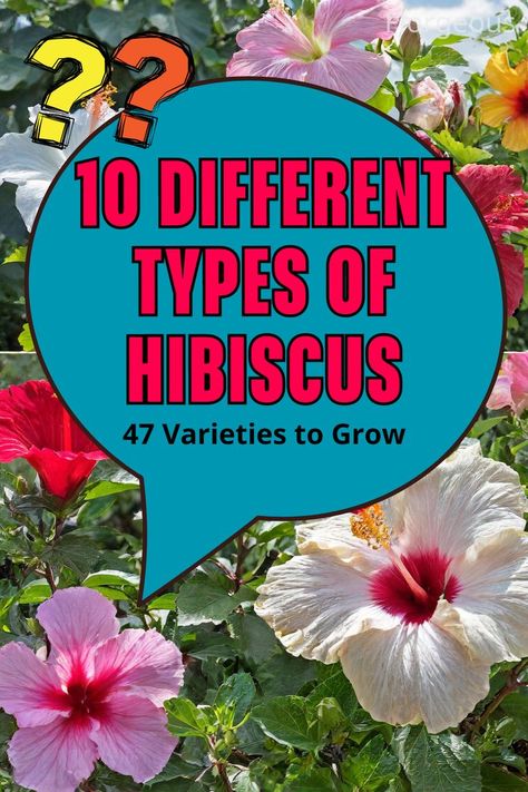 Types of Hibiscus Hardy Hibiscus Plant, Hibiscus Garden, Hibiscus Sabdariffa, Hardy Hibiscus, Tropical Africa, Hibiscus Rosa Sinensis, Hibiscus Plant, Rose Of Sharon, Beautiful Plants