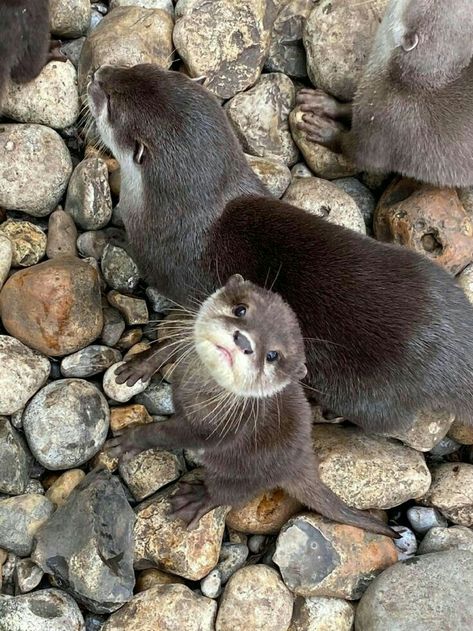 Baby Sea Otters, Otter Pup, Otters Cute, Otter Love, Baby Otters, River Otter, Puppy Dog Eyes, Sea Otter, Dog Eyes