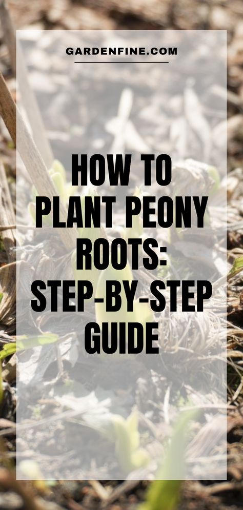 If you’re looking to add some lush greenery to your garden, you’ll want to consider planting peony roots. Learn through this article the step-by-step guide to planting peony roots. #peony #peonyroots #peonyflower #flowergarden #gardening #gardencare #flowerplanting #planting101 How To Plant Peony Roots, Planting Peony Roots, Replanting Peonies, Peony Bulbs, Peony Bush, Flower Growing, Planting Peonies, Peony Root, Growing Peonies