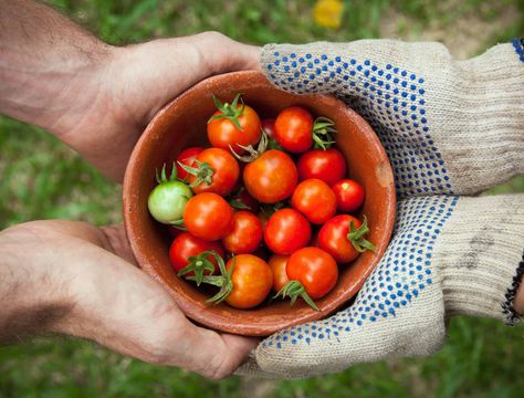 How to Store Tomatoes - Backyard Boss Palm House Plants, How To Store Tomatoes, House Plants Hanging, Flowering House Plants, Fast Growing Hedge, Heather Plant, Small House Plants, Summer Flowering Bulbs, Biennial Plants