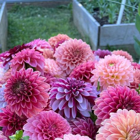 Galena Berkompas • Urban Flower Farm • Education on Instagram: "Spending loads of time dividing dahlias today, and thinking of how beautiful these flowers are! 1. Salish Twilight Girl, Linda Esther, KA’s Rosie Jo, KA’s Coral Sea, Clearview Pataha, KA’s Keltie Rose, Barberry Dominion, Ferncliff Rusty 2. Lakeview Blush 3. Bloomquist Blush 3. Bouquet with KA’s Coral Sea, Scoop Scabiosa, Apple Mint, Anise Hyssop, Boomerang Lilac, Potomac Snapdragons 4. Hollyhill Pink Martini 5. Kelgai Ann 6. KA’s Rosie Jo and Mission Gypsy 7. Irish de’Porter 8. Flatlay: Cafe au’ Lait, Peaches n’Cream, Eustacia Bye Roses and Statice Share or comment your favorites of these: I’d love to know what speaks to you!" Scoop Scabiosa, Anise Hyssop, Apple Mint, Coral Sea, Pink Martini, Peaches N Cream, Flower Farm, Lake View, Peaches