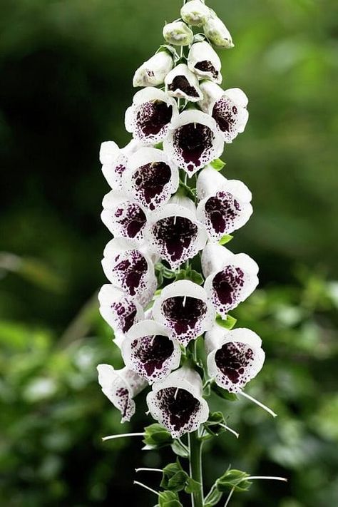 Flowers To Plant In Front Of House, Black White And Green Garden, White Plants Landscaping, All Black Garden, Black Garden Flowers, Gothic Front Yard Landscaping, Gothic Garden Ideas Front Yard, Black And White Garden Ideas, Gothic Garden Decor