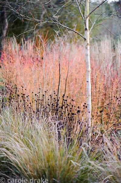 Betula utilis var. jacquemontii 'Jermyns' amongst colourful stems of Cornus alba 'Westonbirt' and C. sanguinea 'Midwinter Fire' in the winter border with a line of Pheasant Grass, Anemanthele lessoniana, in the foreground. Barn House, Brockweir Common, Glos, UK Winter Border, Betula Utilis, Cornus Alba, Forest Lodge, Winter Gardens, Manor Garden, Courtyard Gardens Design, Planting Plan, Palace Garden