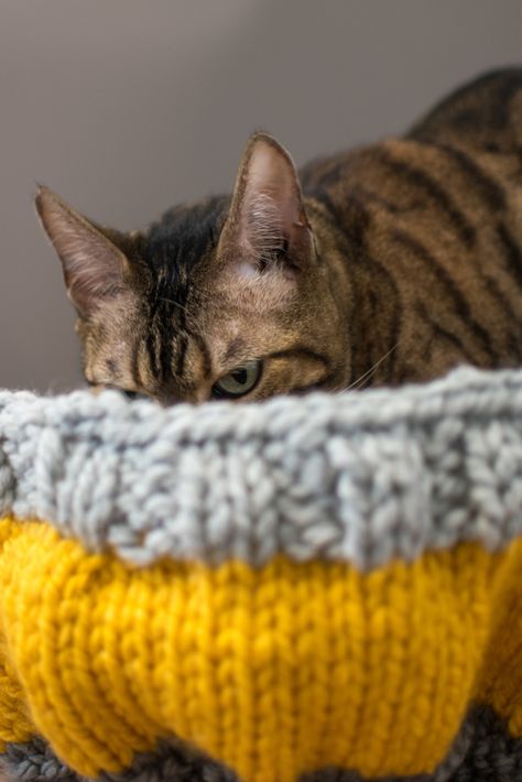 How to knit a cat bed that your cat won’t sit in Knitted Cat Bed Pattern Free, Knit Cat Bed Free Pattern, Knitted Cat Beds Free Pattern, Cat Bed Pattern, Cat Pod, Knit Cat, Free Barbie, Knit Accessories, Fair Isle Knitting Patterns