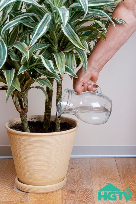 Between wilting, yellowing, and dropping leaves, overwatering plants and underwatering plants can often look similar. Onion Water For Plants, Water Indoor Plants, Dracaena Marginata, Can Water, Dracaena Plant, Plant Care Tips, Watering Plants, Plant Watering, Organic Mulch