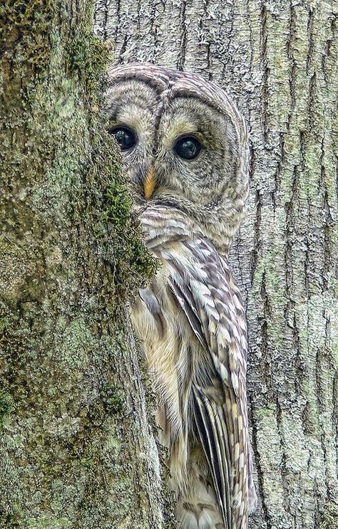 Funny Owls, Barred Owl, Owl Pictures, Beautiful Owl, Owl Bird, Pretty Birds, Birds Of Prey, 귀여운 동물, Animals Friends