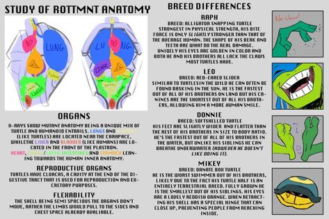 Tmnt Drawing Challenge, Rottmnt Reference Sheet, Rottmnt Anatomy, Tmnt Anatomy, Rottmnt Study, Tmnt Reference, Rottmnt References, Rottmnt Art, Tmnt Characters