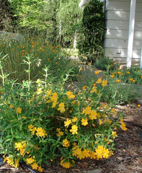 Replace Your Lawn with CA Natives | Eve's Garden Design – Native, Edible, Enticing Design from Landscape Architect, Eve Werner, in Chico, CA Ca Native Plant Landscaping, Los Angeles Native Landscaping, Northern California Native Plants Landscape Design, Native Plant Lawns, Native Backyard, Northern California Native Landscape, Ca Native Plants, Northern California Native Plants, Drought Tolerant Landscape Front Yard