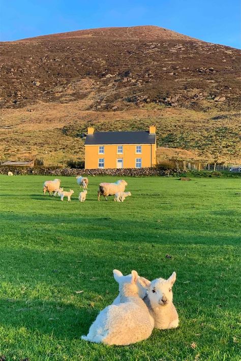 Hidden Hills Sheepfarm—5★Ring of Kerry - Cottages for Rent in Waterville, Kerry, Ireland Waterville Ireland, Joel Fry, Ring Of Kerry Ireland, Sheep Herding, Uk Summer, Kerry Ireland, Wild Atlantic Way, Hidden Hills, Clothes Washing Machine