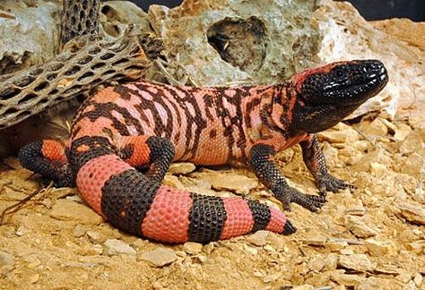 Gila monster (Heloderma suspectum) - LEANING AGAINST A SKULL PERHAPS?  In the desert of Judea I was born and raised. Desert Lizard, Desert Lizards, Big Tortoise, Gila Monster, American Animals, Reptile Snakes, Komodo Dragon, River City, Violet Evergarden