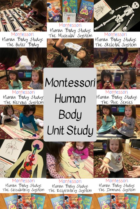 Human Body Study, February Homeschool, Human Body Homeschool, Preschool Body Theme, Montessori Homeschool Preschool, Human Body Crafts, Human Body Unit Study, Human Body Projects, Body Preschool