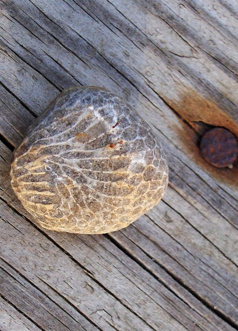 Side view of Charlevoix Stone -  Often mistaken for Petoskey stone, but made of  a different type of coral, Petoskey Stones Michigan, Petosky Stone, Lake Michigan Stones, Favosites Fossil, Great Lakes Rocks And Fossils, Opalised Fossil, Rock Identification, Opalized Fossil Ammonite, Rock Hunting