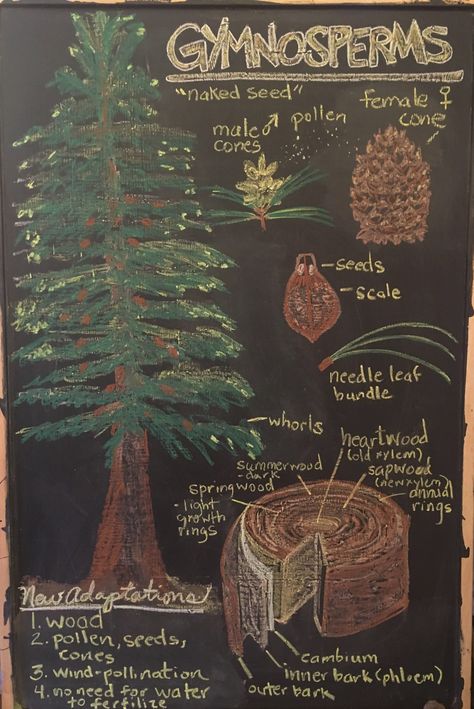 5th grade botany, Waldorf chalk art, Anatomy of a pine tree, wood and new adaptations Botany Waldorf, Waldorf Grade 3 Farming, Waldorf Math Chalkboard Drawings, Waldorf Botany, Cell Biology Notes, Waldorf Botany Chalkboard, Waldorf First Grade Chalkboard, Classroom Chalkboard, Waldorf Grade 5 Botany