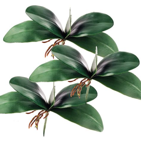 Amazon.com: Miracliy Phalaenopsis Orchid Leaves Real Latex Touch Plants Arrangement, 3 Pieces: Gateway Plants Arrangement, Fake Leaves, Butterfly Orchid, Orchid Leaves, Phalaenopsis Orchid, Flower Diy, Plants