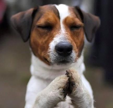 praying puppy Chien Jack Russel, Newborn Puppies, Jack Russell Dogs, White Dog, Russell Terrier, Jack Russell Terrier, Little Dogs, Jack Russell, 귀여운 동물