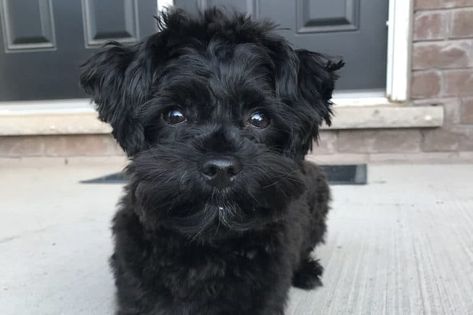 12 Amazing Things About Yorkie Poo - Yorkie Poodle Mix Dogs Black Yorkie Poo, Yorkie Poo Haircut, Morkie Haircuts, Yorkie Poo Puppies, Yorkie Poodle, Yorkie Clothes, Poodle Mix Dogs, Back Rubs, Yorkie Mix