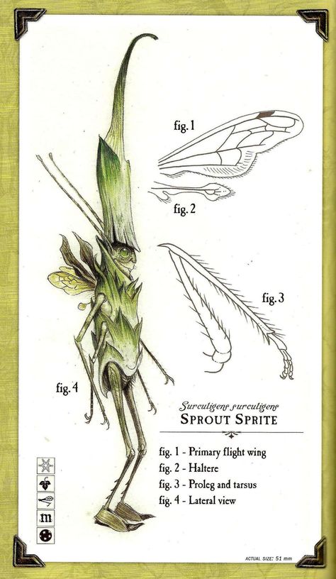 Care and Feeding of Sprites - Spiderwick Chronicles Wiki - Wikia Tony Diterlizzi, Spiderwick Chronicles, Forest Creatures, Mythical Creatures Art, Mythological Creatures, Wow Art, Mystical Creatures, Field Guide, Fairy Art