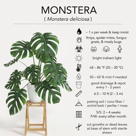 Monstera Deliciosa Care, Lighting Temperature, Monstera Plant Care, Orchid Bark, Plant Care Houseplant, Indoor Plant Care, Inside Plants, Monstera Plant, House Plants Decor