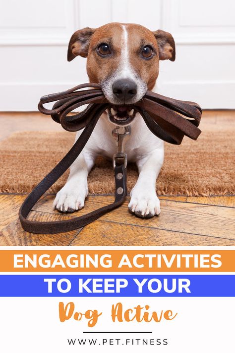 Looking for creative ways to keep your dog fit and entertained? Check out these fun ideas, including teaching new tricks and going for hikes together. Your pup will thank you for the adventure! #DogFun #DogFitness #HealthyPets Diy Dog Exercise Ideas, Workout With Dog, Dog Physical Therapy, Yoga With Dog, Mental Exercise For Dogs, Good Dog, Healthy Pets, Activity Tracker, Dog Activities