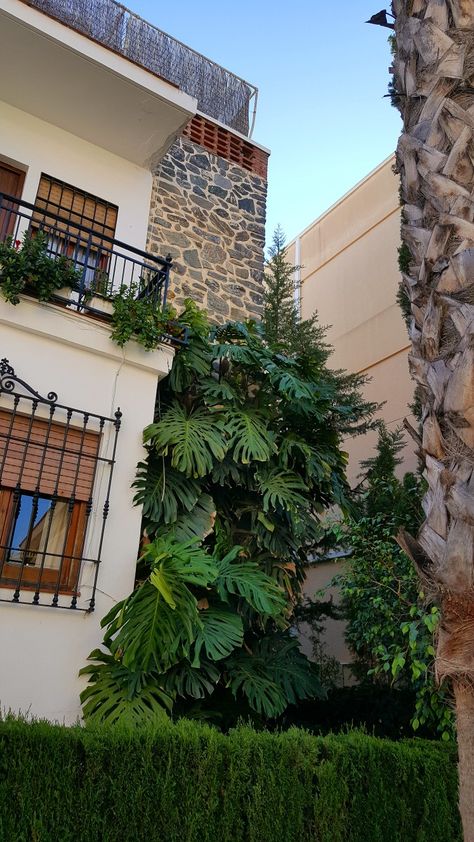 Costilla de Adán (Monstera deliciosa). Calles de Almuñécar, Granada Monstera Deliciosa, Granada, Patio, Plants, Quick Saves, Patios