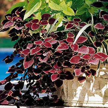 Coleus, sun-loving trailing Phlox Plant, Coleus Plant, Shade Garden Plants, Plant Care Tips, Patio Pots, Dark Heart, Replant, Container Garden, Flower Display