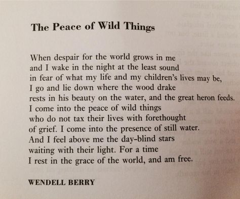 "..:I come into the peace of wild things who do not tax their lives with forethought of grief..." (Wendell Berry) Peace Of Wild Things, Wendell Berry, Child Life, Wild Things, The Peace, Berry, Mindfulness, Quotes, Quick Saves