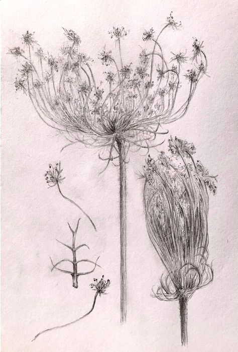 Daucus carota (wild carrot), A4 pencil drawing (Lesbos, Sept 2023) Carrot Drawing, Cool Tattoos For Girls, Wild Carrot, Daucus Carota, Ceramics Ideas, Botanical Illustrations, Ceramics Ideas Pottery, Botanical Illustration, Pencil Drawing