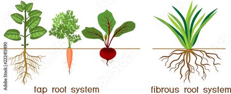 Stock Image: Plants with different types of root systems: tap and fibrous root systems Fibrous Root, Names Of Plants, Root Plants, Primary Science, Social Studies Worksheets, Root System, Parts Of A Plant, Free Plants, Tree Roots