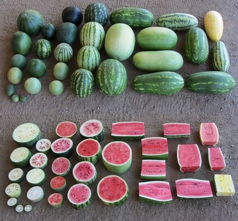 Pick Watermelon, Watermelon Varieties, Watermelon Uses, Vascular System, Sweet Watermelon, Plant Science, Powdery Mildew, Heirloom Seeds, Red Fruit