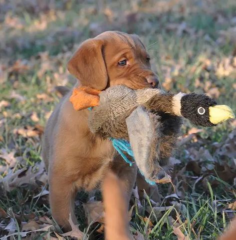 21+ Cutest Fox Red Lab Puppies Ever! - The Paws Red Lab Puppy, Fox Red Labrador Puppy, Red Fox Lab, Red Lab Puppies, Fox Red Lab, Fox Red Labrador, Red Labrador, Red Lab, Lab Puppy