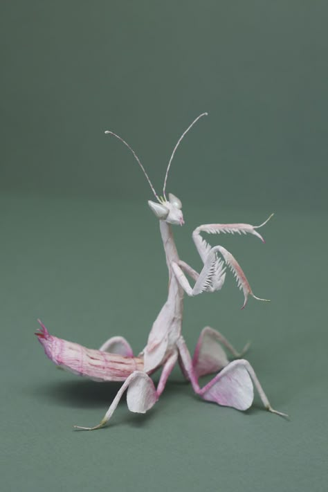 Insect Mandibles, Mantis Pfp, Spiny Flower Mantis, Mantis Marvel, Flower Mantis, Mantis Tattoo, Orchid Mantis, Animal Art Drawing, Aesthetic Nature Wallpaper