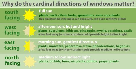 Window Sunlight, Moving Plants, All About Water, Cardinal Directions, Sensitive Plant, Plant Light, Prayer Plant, Sun Plants, Plant Lighting