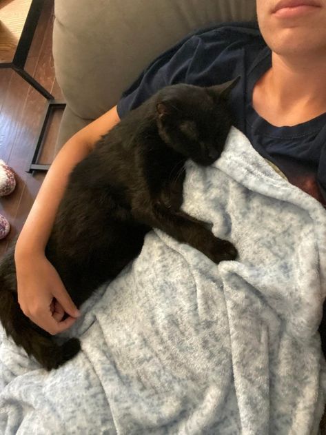 Cat Loving Human, Loving Cats Pictures, Cuddle With Cat, Cat Snuggling With Human, Black Cat Cuddles Human, Cute Cuddly Cats, Black Cat Cuddles, Cats Cuddling With Human, Cat Hugs Human