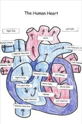 The Human Heart_ Cut, Paste and Label|Health Care|Fitness Journals&Mindful Eating
Health screenings
Prescription drugs
Health care reform
Affordable Care Act
Health and wellness
Medical emergencies
Home health care
Pediatric care
Geriatric care
Urgent care|Health Care|Fitness Journals&Mindful Eating
#today#foryou#october#viral#heart#health Cardiology Study, Human Body Science Projects, Medical Terminology Study, Medical School Life, Basic Anatomy And Physiology, Nurse Study Notes, The Human Heart, Nursing Student Tips, Parts Of The Heart