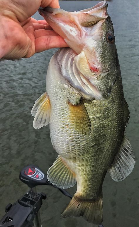 Bass Fishing Pictures, Country Pictures, Fishing Photos, Fishing Stuff, Fishing Pictures, Crappie Fishing, Largemouth Bass, Freshwater Fishing, Late Winter