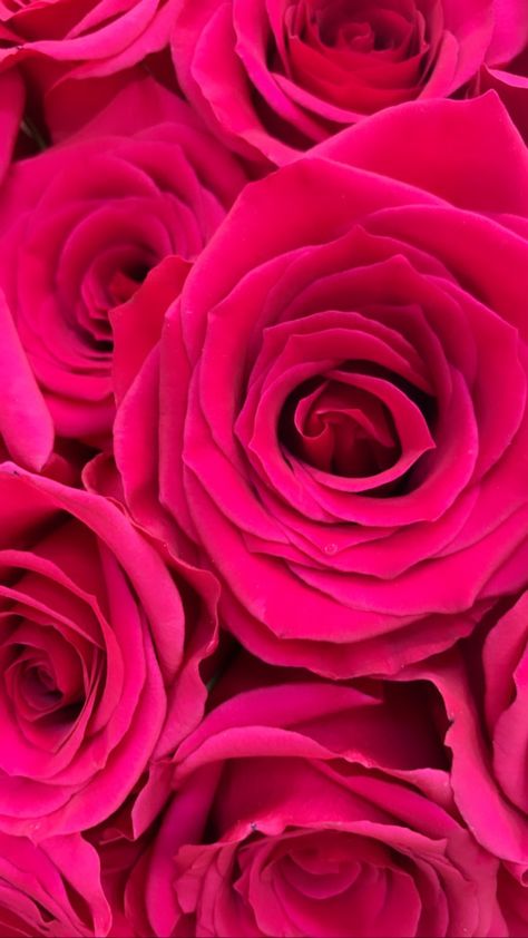 Fuchsia Pink Wallpaper Iphone, Hot Pink Roses Wallpaper, Roses Phone Wallpaper, Pink Roses Wallpaper, Flowers Dp, Pink Glitter Wallpaper, Flower Background Design, Red Roses Wallpaper, Flower Background Images