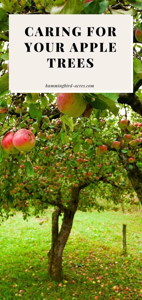 Learn everything you need to know about apple tree care for your backyard apple trees. From planting to pruning to fertilizing and MORE! Apple Tree Pest Control, Pruning An Apple Tree, How To Trim An Apple Tree, Apple Tree Landscaping Ideas, How To Plant An Apple Tree, Fruit Tree Care, How To Care For Apple Trees, Apple Tree Backyard, Caring For Apple Trees